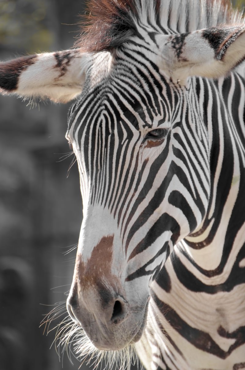 縞模様の動物園のシマウマ