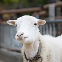 『っち！』上唇を噛む羊さんの写真