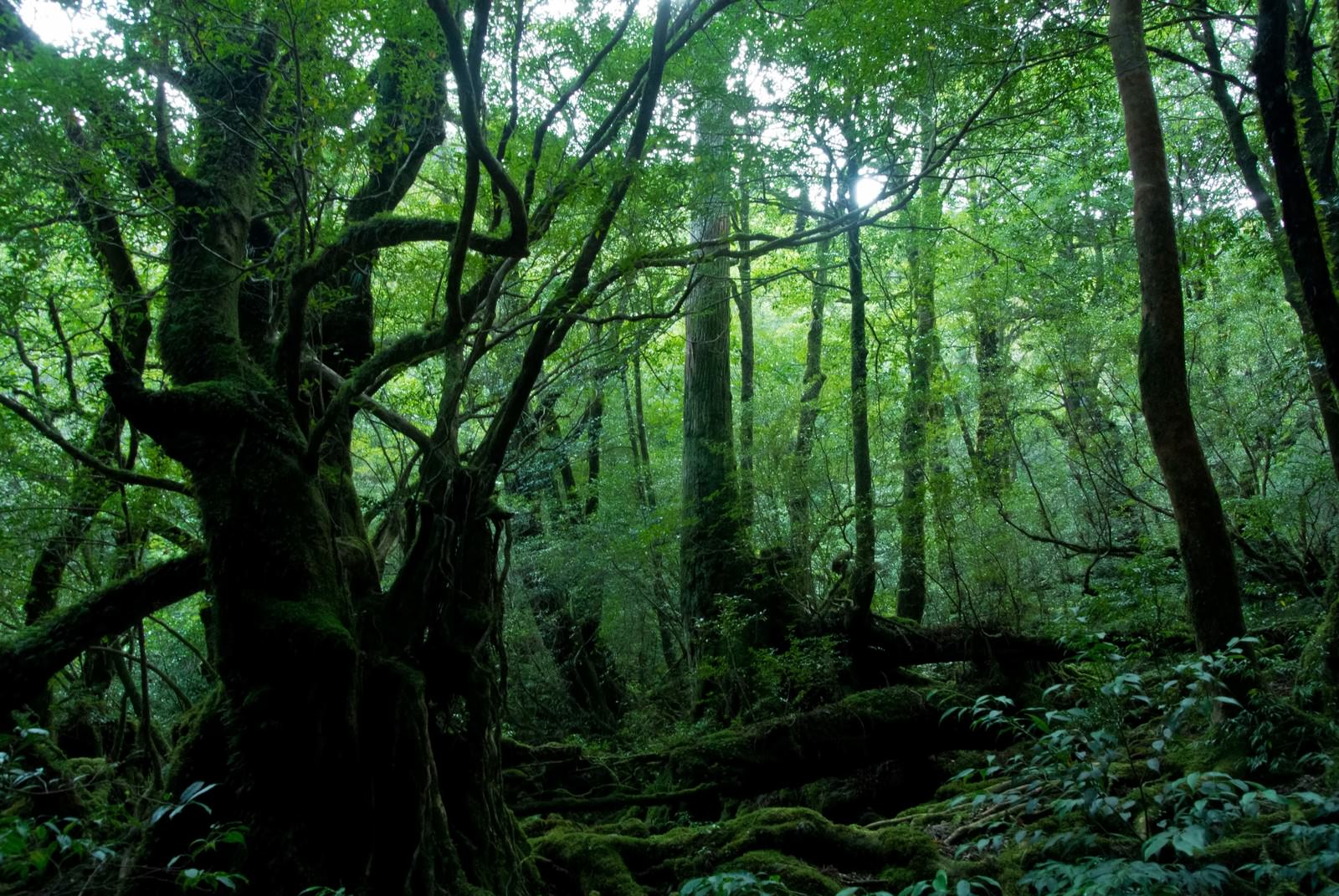 苔に覆われた屋久島の巨木