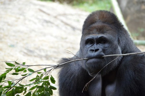 口に枝を咥えてこちらを見るゴリラの横顔