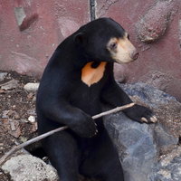両手で木の棒を掴んでかじるマレー熊の正面顔の写真