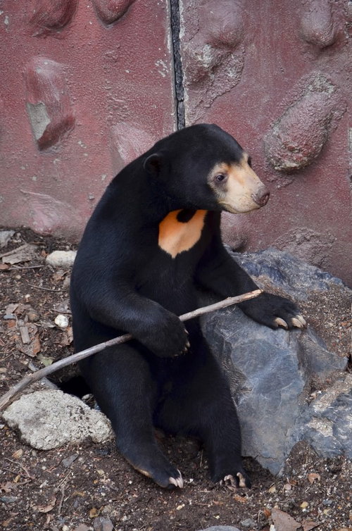 両手で木の棒を掴んでかじるマレー熊の正面顔