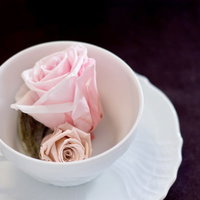 カップに入った薔薇の花（ピンク）の写真