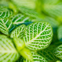 葉脈がくっきり見える光を受けた緑の葉っぱのマクロの写真