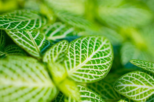 葉脈がくっきり見える光を受けた緑の葉っぱのマクロ