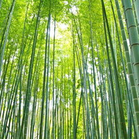 竹林の間から柔らかい日差しが差し込むお寺の竹の道の写真