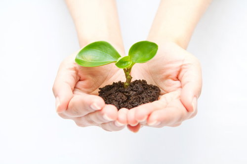 土の付いた両手で緑の苗木を大切に持つエコと地球環境のイメージ