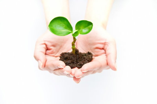 両手の手のひらに緑の小さな苗を大切に乗せるエコのイメージ