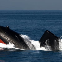 浮上する潜水艦の写真