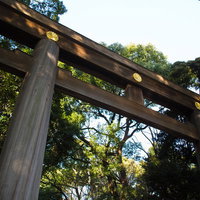 緑の木々に囲まれた大きな木製の明治神宮の鳥居の写真