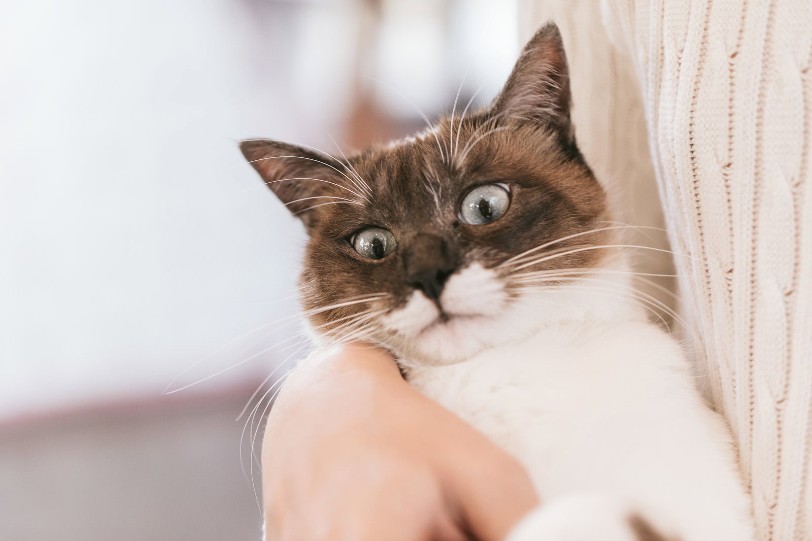 抱っこを嫌がる茶トラ白の猫［モデル：プー］