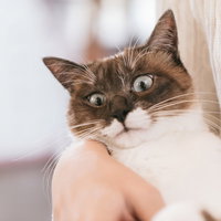 人間に抱かれるのを嫌がる猫の警戒した表情の写真