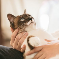 人の手に抱かれるおとなしい猫、キジトラと白の写真