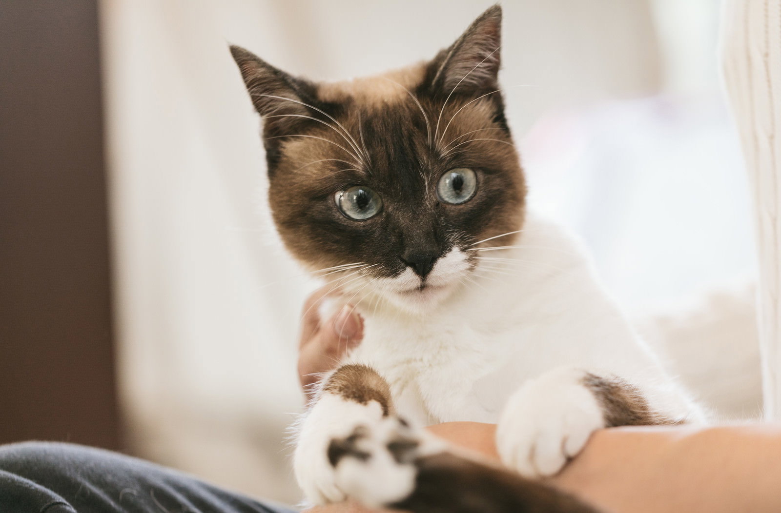 緑の目を見開いて怯える茶白の猫［モデル：プー］