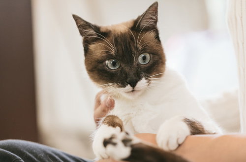 話が違う感じ。怯える猫のポートレート