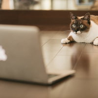 なに言ってんだこいつ、とノートパソコンの前で絶句する猫の写真