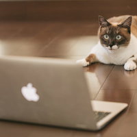 FXで有り金が一瞬で溶けた猫がノートパソコンの前で凝視の写真