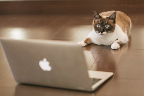 FXで有り金が一瞬で溶けた猫がノートパソコンの前で凝視