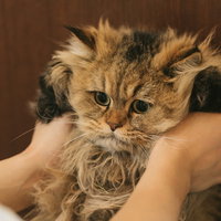 人間の腕に抱かれるペルシャ猫ドンの写真