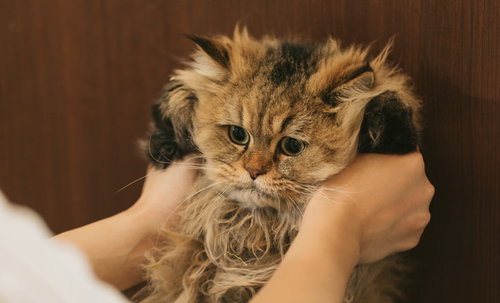 人間の腕に抱かれるペルシャ猫ドン