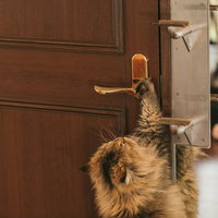 ドアノブに前足をかけて立ち上がる茶トラ猫の写真