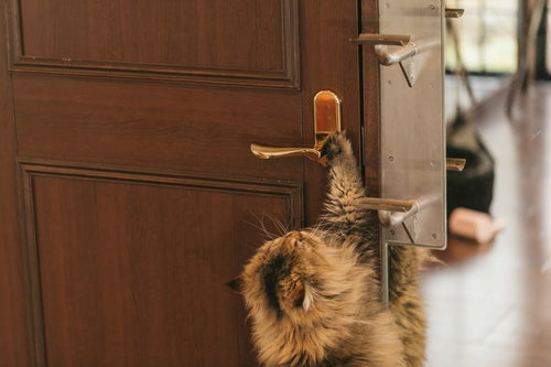 ドアノブに前足をかけて立ち上がる茶トラ猫