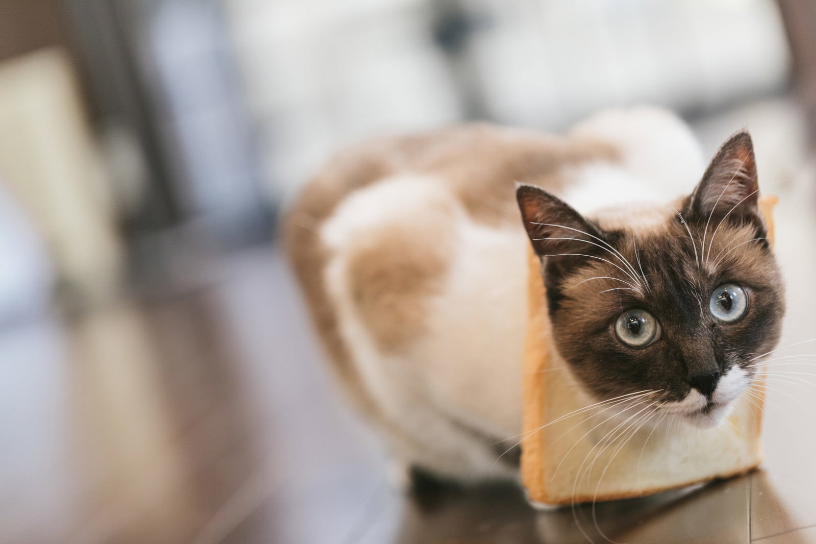 食パンをくわえて上を見上げる首輪つきの猫［モデル：プー］