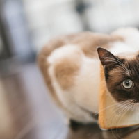 食パンをくわえた猫がつまみ食いをする可愛いの写真