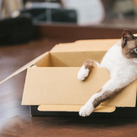 隣のダンボールが拾われた瞬間、ガタッと身を乗り出す猫の写真