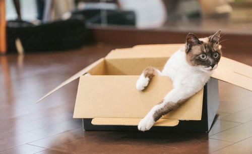 隣のダンボールが拾われた瞬間、ガタッと身を乗り出す猫