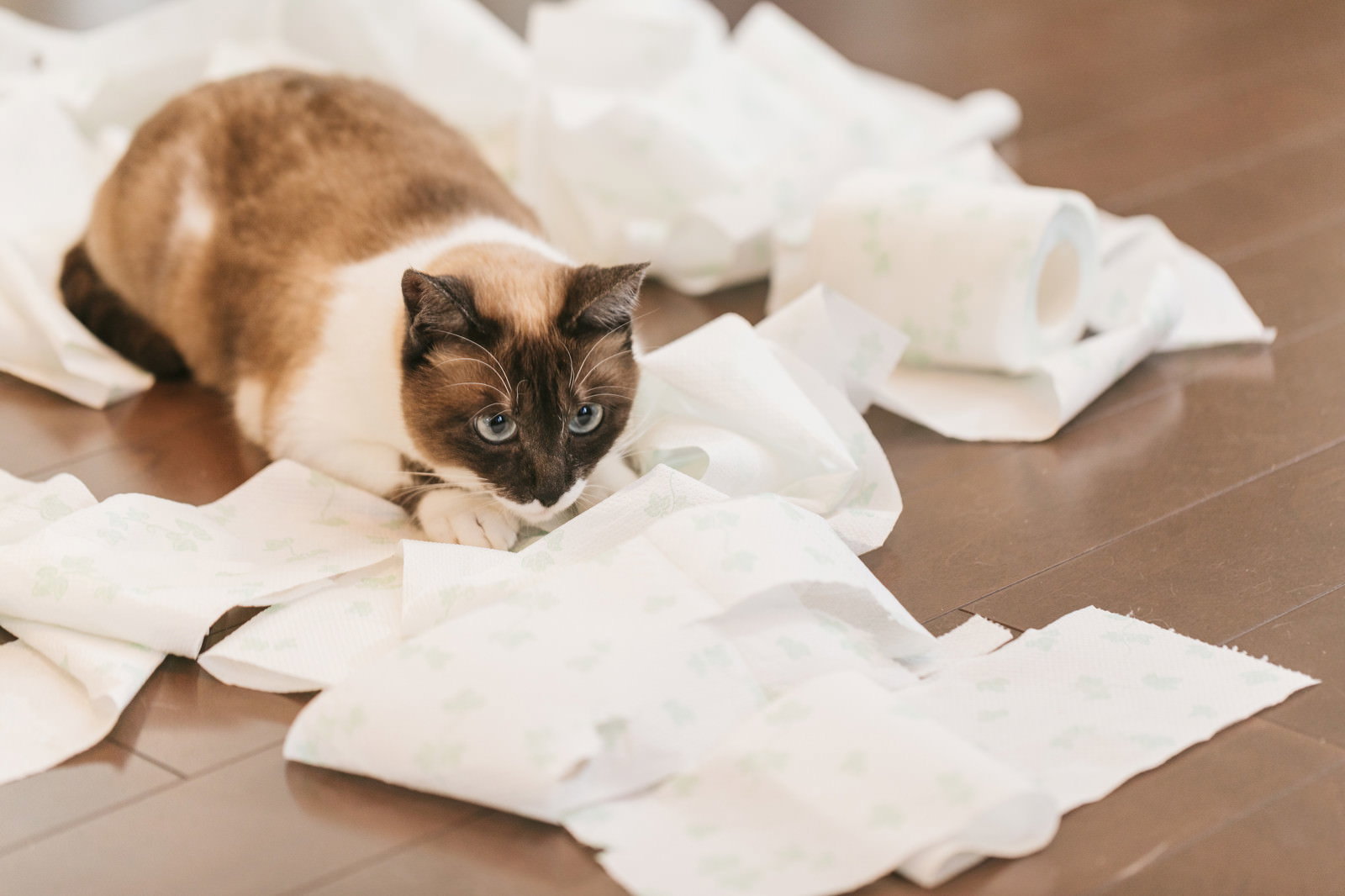 床に散らかしたトイレットペーパーの上にいる茶白の猫［モデル：プー］