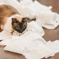 トイレットペーパーを散らかし、満足げな猫の写真