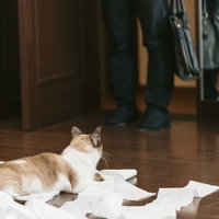 帰宅したら猫がティッシュでいたずらしていたの写真