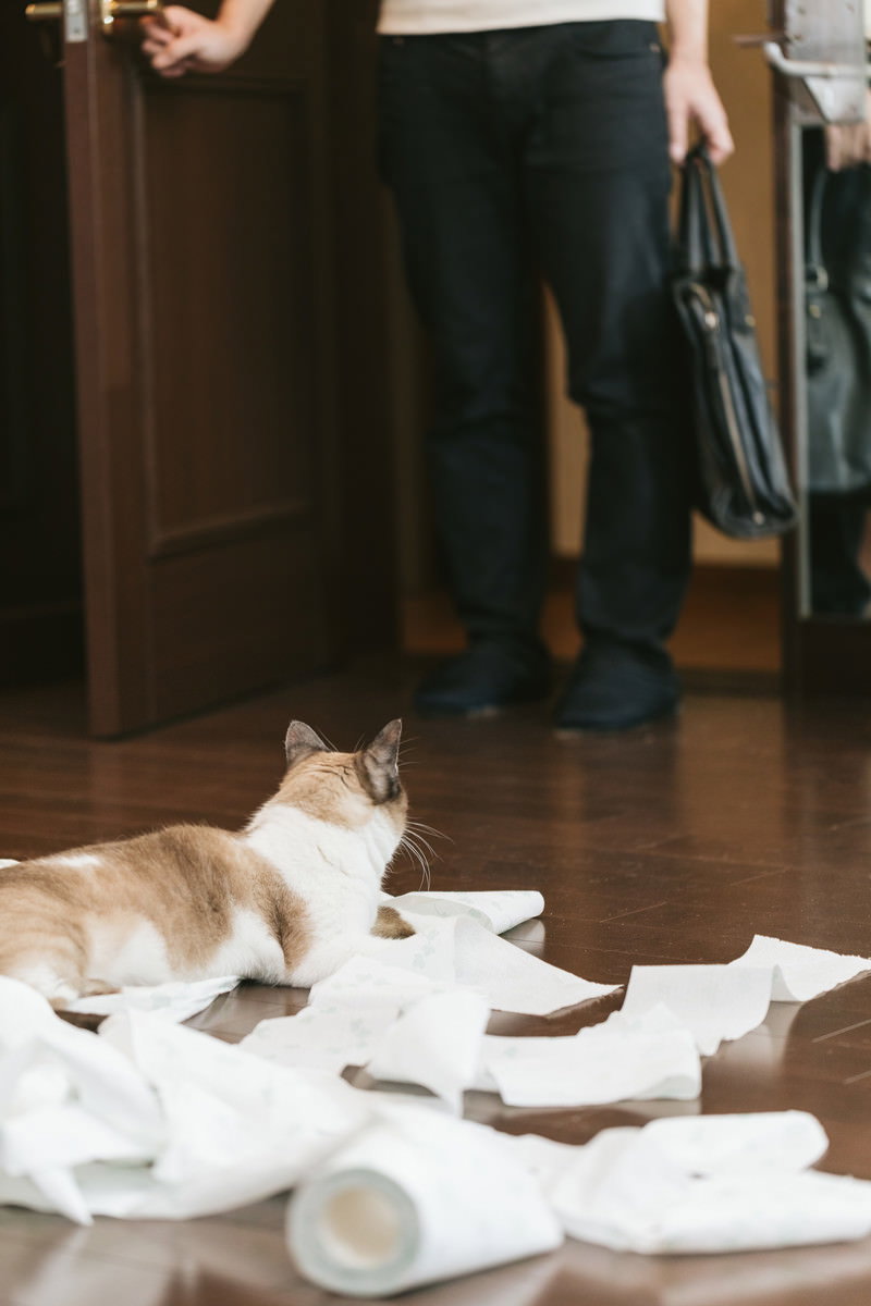 床全体に散らばったティッシュペーパーの中で見上げる茶白の猫［モデル：プー］