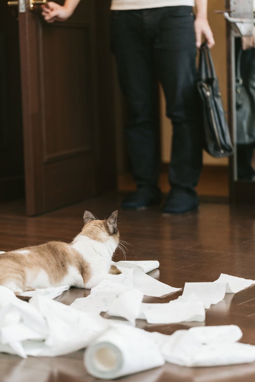帰宅したら猫がティッシュでいたずらしていた