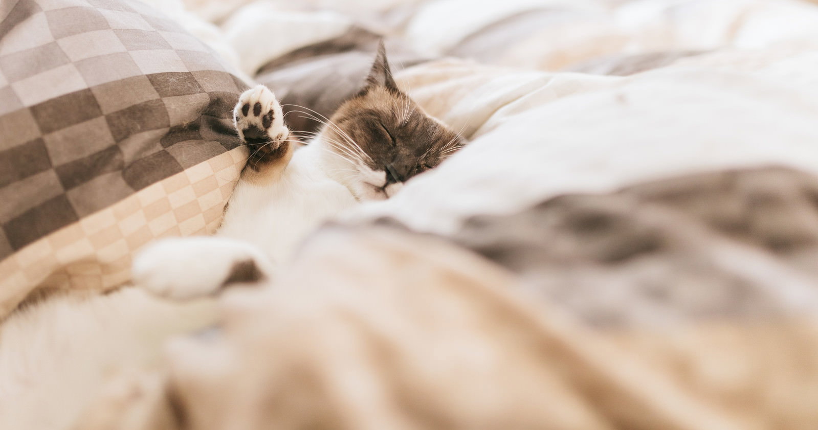 布団にくるまって眠る猫が前足を上げている［モデル：プー］