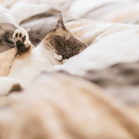 ふかふかのお布団にすっぽり包まれて眠る猫の写真