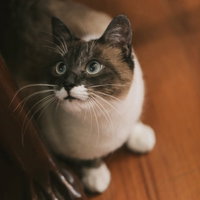 家具の横から上を見上げる飼い猫の横顔、青緑色の瞳の写真