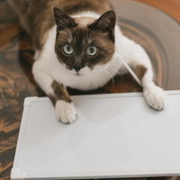 首からプレートを下げた白と黒の猫のポートレートの写真
