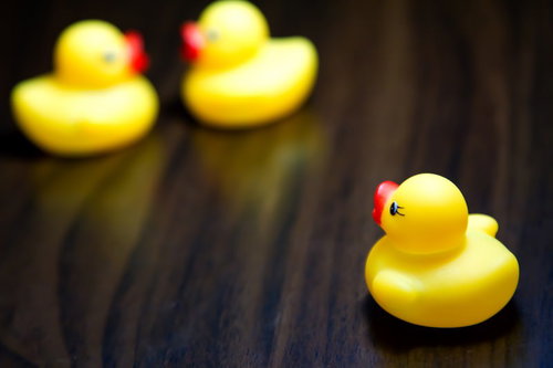 キスする現場を目撃するあひるちゃん