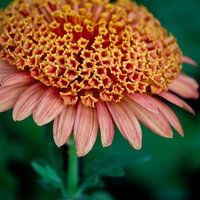 放射状に花びらが広がる満開の赤い大丁菊の写真