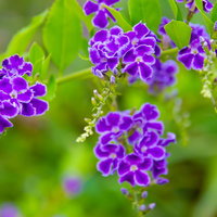 緑の葉の間に咲く紫色の小さなお花の写真