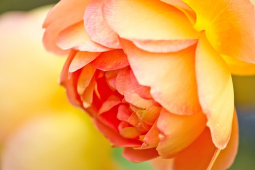 オレンジ色の花びらが巻く薔薇パットオースチン