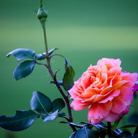 紫がかったピンクの花びらが柔らかく開くピュアポエトリーの薔薇の写真