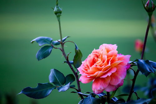 紫がかったピンクの花びらが柔らかく開くピュアポエトリーの薔薇