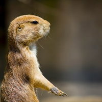 後ろ足で立ち上がるプレーリードッグの写真