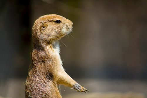 後ろ足で立ち上がるプレーリードッグ