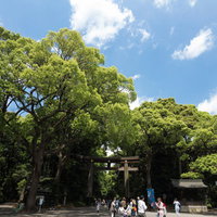 明治神宮入り口の鳥居と緑豊かな参道、晴れた青空の写真