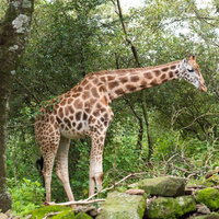 ジャングルの木々の間に現れた野生のキリンの写真