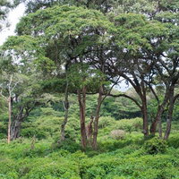 森のジャングルに迷い込んだキリンの野生動物生態の写真